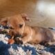 CHIWEENIE “BUDGER”