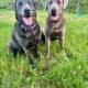 Silver & Charcoal Labrador Puppies