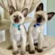 Siamese Pure Bred Kittens (Show quality)