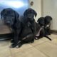 Pure bred Great Dane Puppies