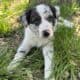 Beautiful Border Collie Puppy Dog 8 weeks
