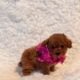 Poodle/M-toy