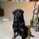 Rottweiler Puppies