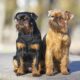 Brussel Griffon puppies