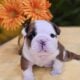 English Bulldog