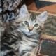 Shadowstar – American Bobtail kitten for sale