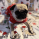 Purebred Fawn Pugs