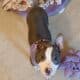 American Pit Bull Terrier