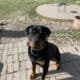 Shadow- Pure Bred Rottweiler