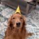 Rehoming My Sweet Golden Retriever