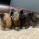 2 bunnies for rehome. Lion head and Rex