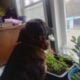 BIG SALE FOR EASTER!! Holland Lop Bunnies