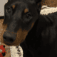 Doberman Pup