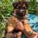 Beautiful puppies