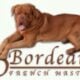 Dogue de Bordeaux (French mastiff) male black mask