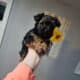 10 mon old male yorkie