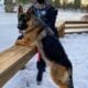 German shepherd puppies (showline)