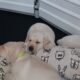 AKC Yellow Lab Puppies!