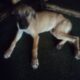 Great Dane pup