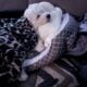 🐾 Purebred Female Bichon Frise Puppies🐾