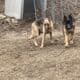 German shepherd puppies