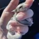 Lionhead Bunny Female