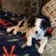 Miniature Australian Shepherds