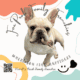 Blue Fawn French Bulldog
