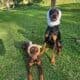 DOBERMAN PINSCHER FOR REHOMING