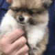 1 year old male Pomeranian rehoming fee