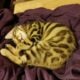 Rosette Spotted Bengal Kittens BOGO
