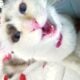 Handsome Ragdoll Kitten