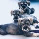 AKC miniature schnauzer puppy one girl available