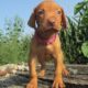 New AKC Vizsla puppies are here!