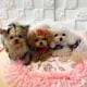 Teacup Pomeranian Puppies for Sale – $3,800 (M/F)