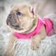 AKC frenchie female adult in heat for sale