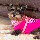Schnoodles Puppies available after 6/17/2025