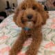 MINI GOLDENDOODLE PUPS BORN MAR 28