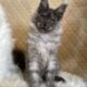 Maine Coon Silver Female.