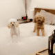 Mini Poodle