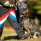 AKC Champion Bloodline Sable German Shepherd Pups