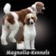 AKC Standard Poodles