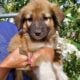 Great Pyrenees German Shepherd Puppies 4 M 2 F