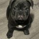 Frenchie Puppies