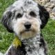 Nemo – Sheepadoodle / Australian Labradoodle Puppy