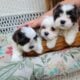 Malshi Puppies