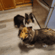 Two Female Shelties for sale