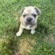 8 Week Old French Bulldogs Looking for Homes