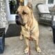 Cane Corso Girl AKC & ICCF