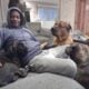 Cane Corso puppies
